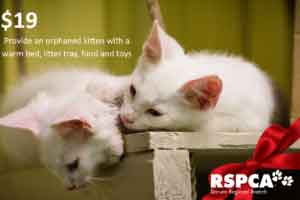 Provide an orphaned kitten with a warm bed, litter tray, food and toys